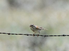 Sparrow, Vesper, 2015-06029122 Droney Gulch State Wildlife Area, CO Droney Gulch State Wildlife Area, CO